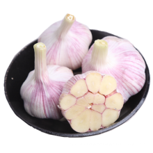 Hot selling fresh garlic Best Quality with Best price